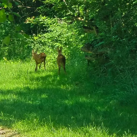 Chateau Labistoul Penzion Campes