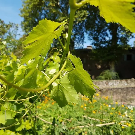 Chateau Labistoul Campes