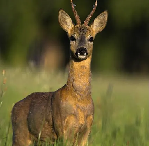 Casa de hóspedes Château Labistoul Campes