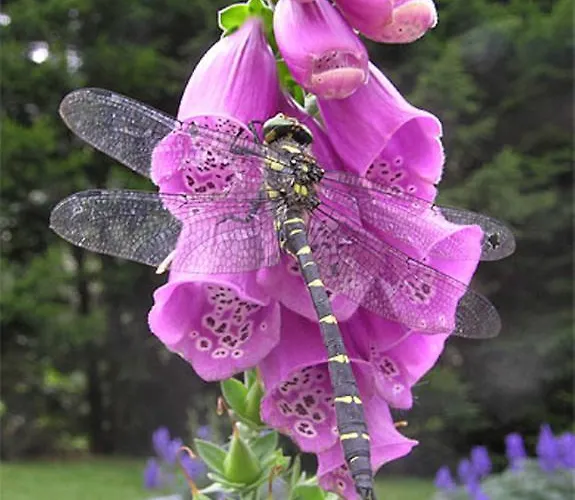 Casa de hóspedes Château Labistoul 4*