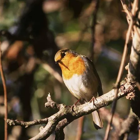 ゲストハウス Chateau Labistoul Campes
