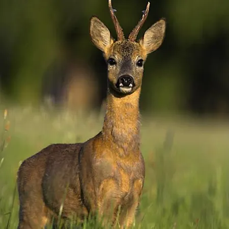 ゲストハウス Chateau Labistoul Campes