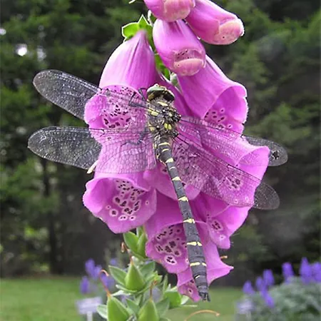 ゲストハウス Chateau Labistoul 4*